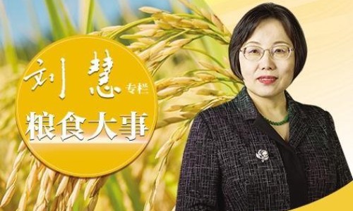 香连化滞丸的功效网-分享香连化滞丸功效与主治与联合用药，香连化滞丸的功效和作用知识库